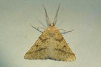 Aspitates ochrearia