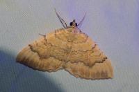 Camptogramma bilineata