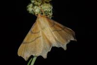 Ennomos erosaria