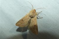 Mythimna vitellina