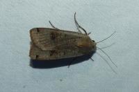 Noctua pronuba
