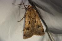 Agrotis trux