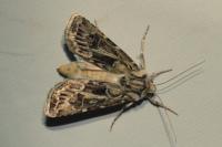 Agrotis vestigialis