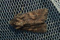 Dryobotodes tenebrosa