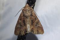 Mniotype solieri