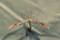 Stenoptilia zophodactyla