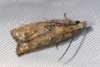 Acroclita subsequana