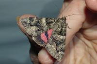 Catocala coniuncta