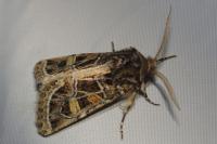 Leucochlaena oditis