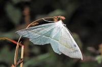 Campaea margaritaria