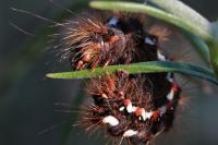 Acronicta rumicis