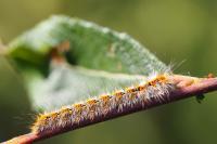 Lasiocampa quercus