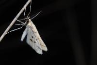 Aspitates ochrearia