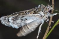 Agrotis vestigialis