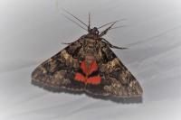 Catocala coniuncta