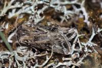 Agrotis vestigialis