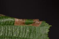 Phyllonorycter nicellii