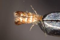 Phyllonorycter nicellii
