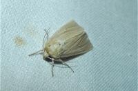 Mythimna pallens