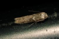 Blastobasis phycidella