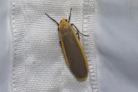 Katha depressa