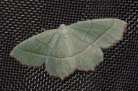 Campaea margaritaria