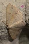 Cyclophora punctaria
