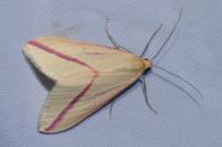 Rhodometra sacraria