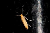 Phyllonorycter