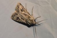 Agrotis vestigialis