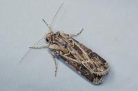 Agrotis vestigialis