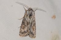 Aporophyla australis