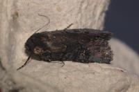 Aporophyla nigra