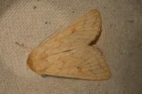 Mythimna vitellina