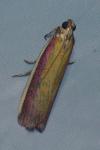 Oncocera semirubella