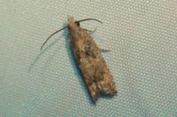 Acroclita subsequana