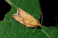 Acleris rhombana
