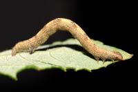 Cabera exanthemata