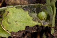 Autographa gamma
