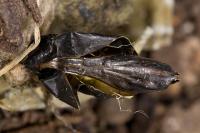 Autographa gamma
