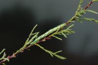 Chiasmia aestimaria