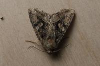 Dryobotodes tenebrosa