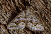 Scotopteryx peribolata