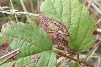 Stigmella aurella