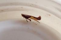 Caloptilia fidella