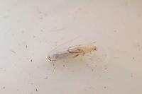 Phyllonorycter harrisella