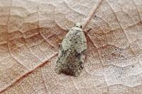 Acleris ferrugana