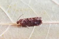 Grapholita janthinana