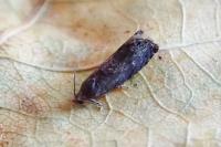Grapholita molesta