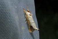 Clostera curtula